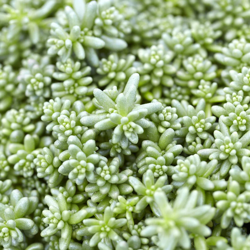 Sedum Coral Carpet