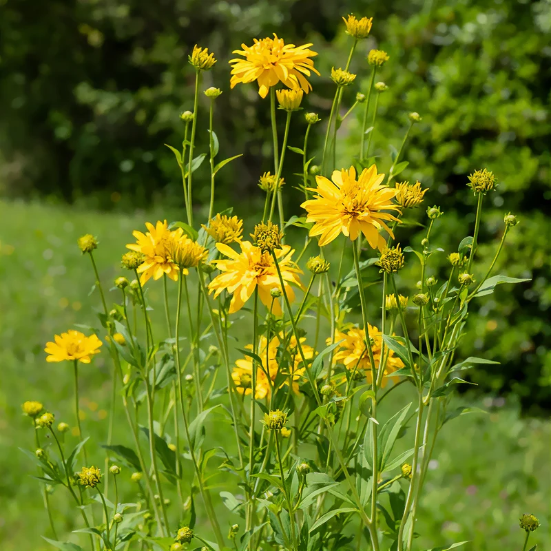 Rudbeckia laciniata Goldquelle