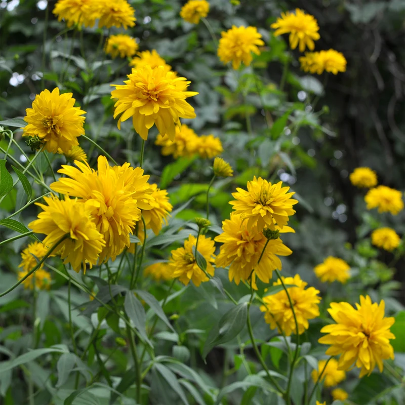Rudbeckia laciniata Goldquelle