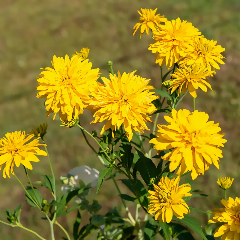 Rudbeckia laciniata Goldquelle
