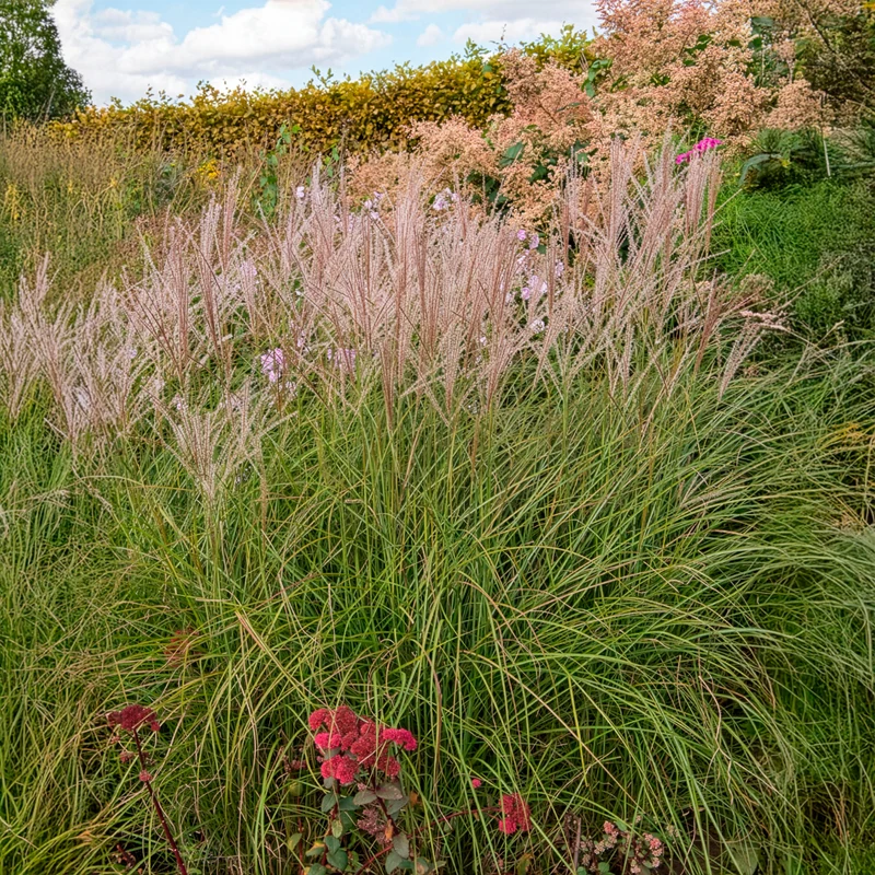 Eulalie Kleine Silberspinne