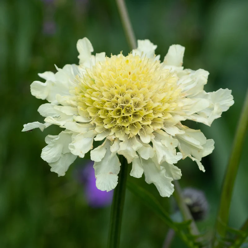 Scabieuse jaune
