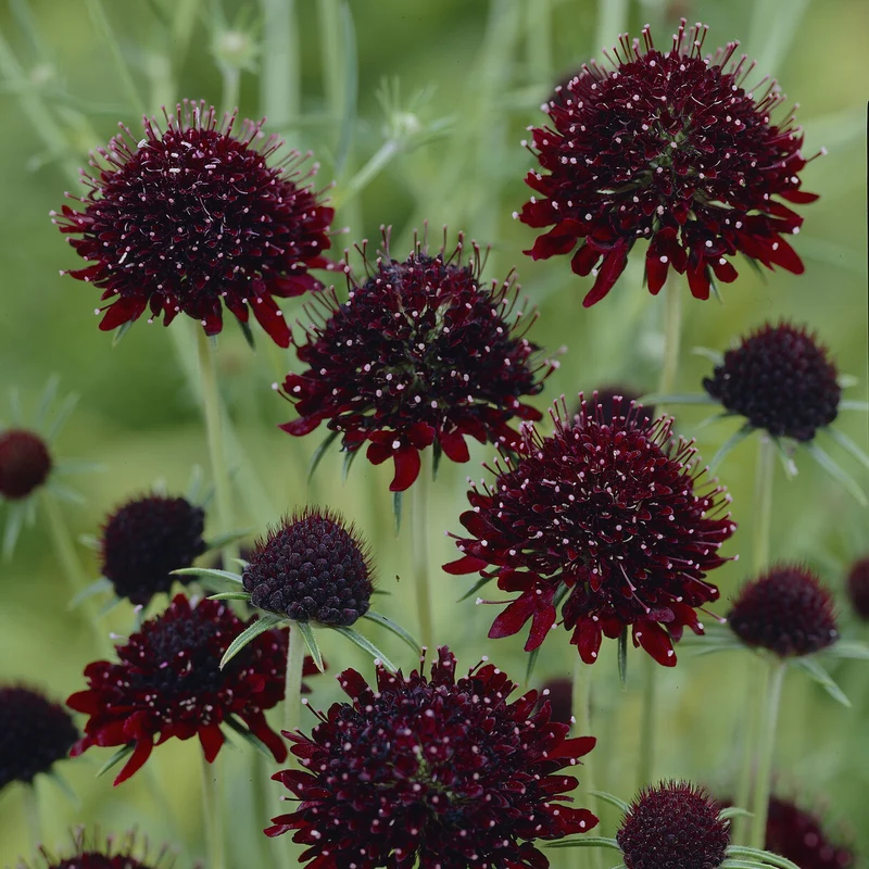 Scabieuse pourpre Chile Black