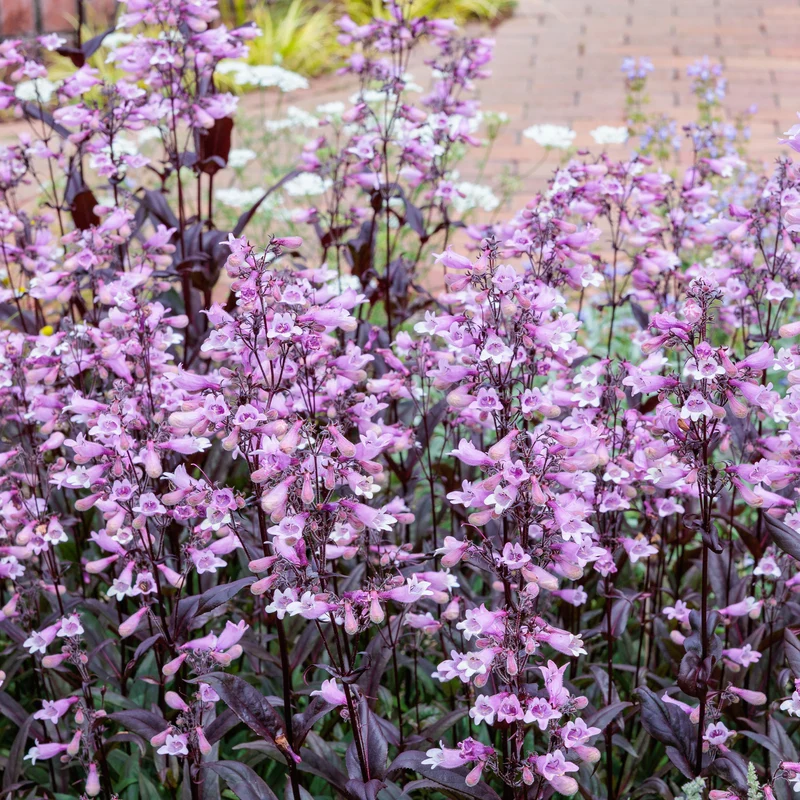 Galane Dark Towers - Penstemon