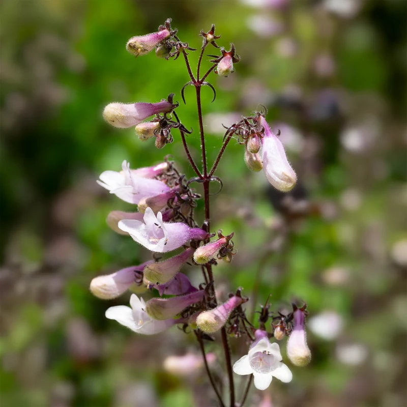 Galane Dark Towers - Penstemon