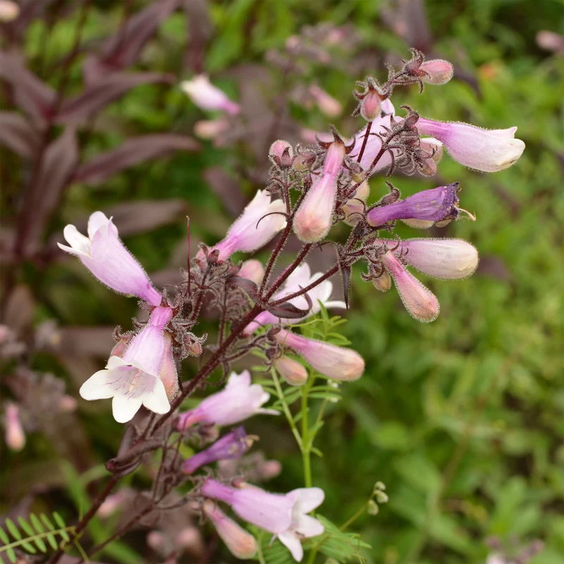 Galane Dark Towers - Penstemon