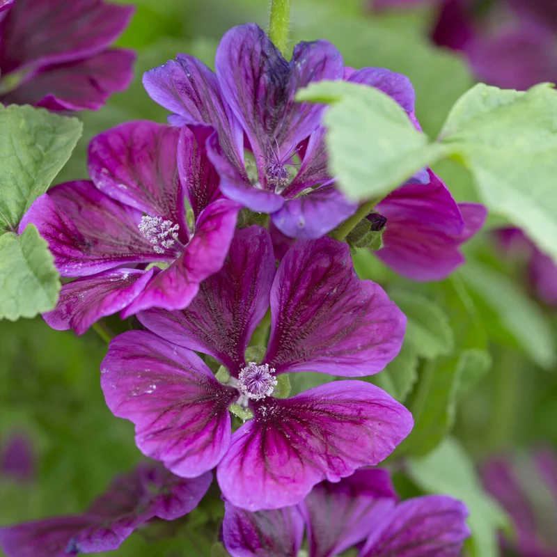 Mauve géante
