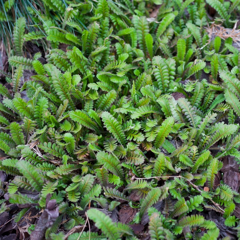 Cotule à bractées