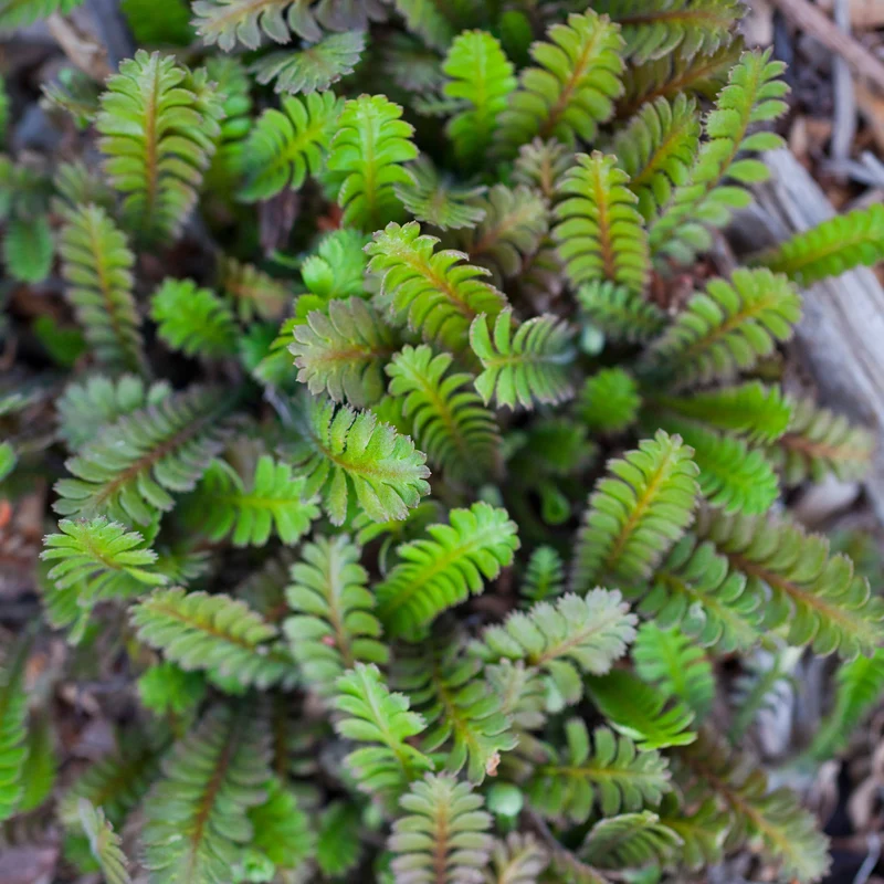 Cotule à bractées