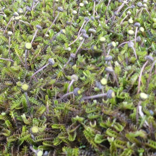 Cotule à bractées