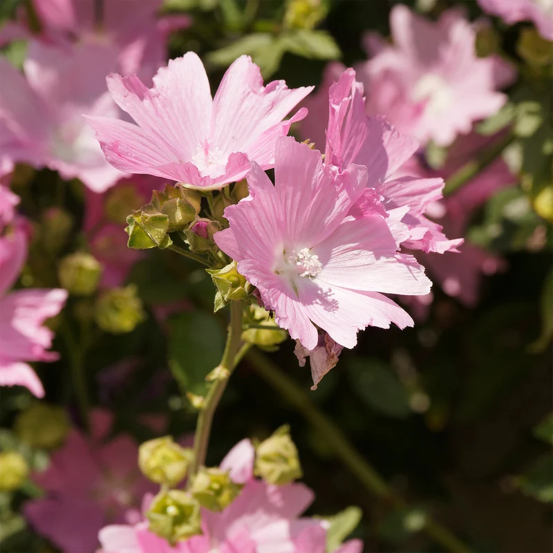 Mauve alcée Fastigiata