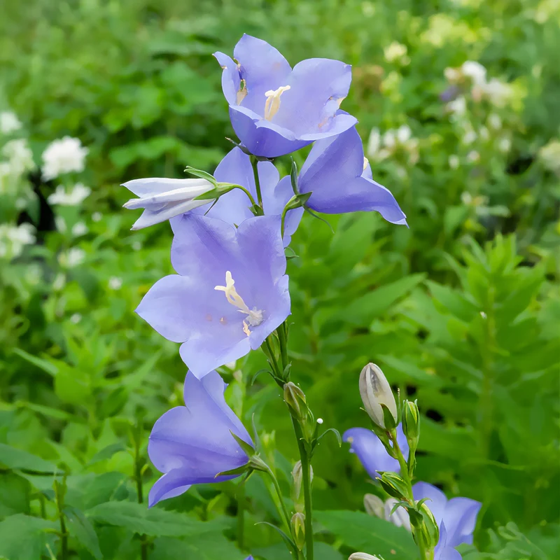 Campanule à feuilles de pêcher
