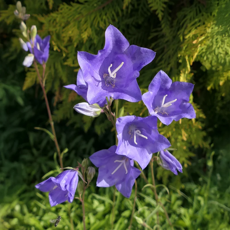 Campanule à feuilles de pêcher