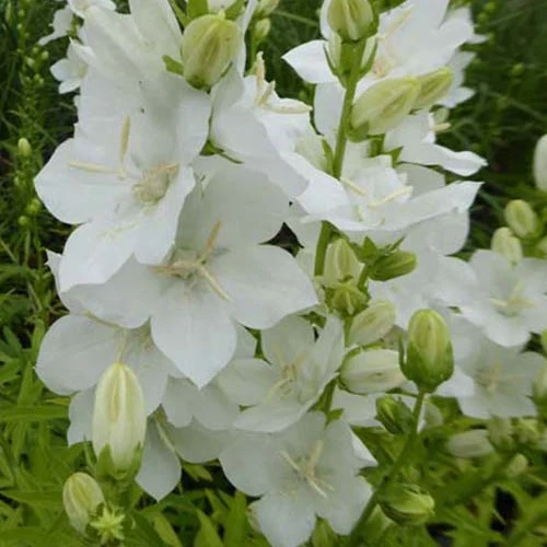 Campanule à fleurs larges Alba
