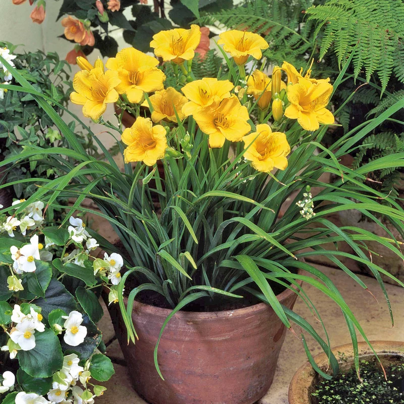 Hémérocalle Stella de Oro