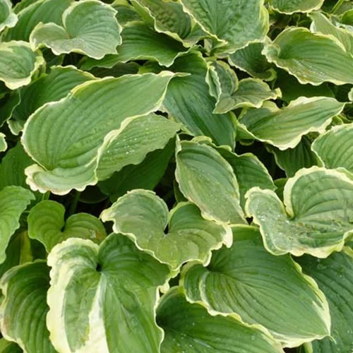 Hosta Spring Fling