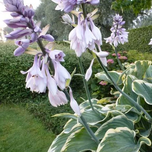 Hosta Sagae