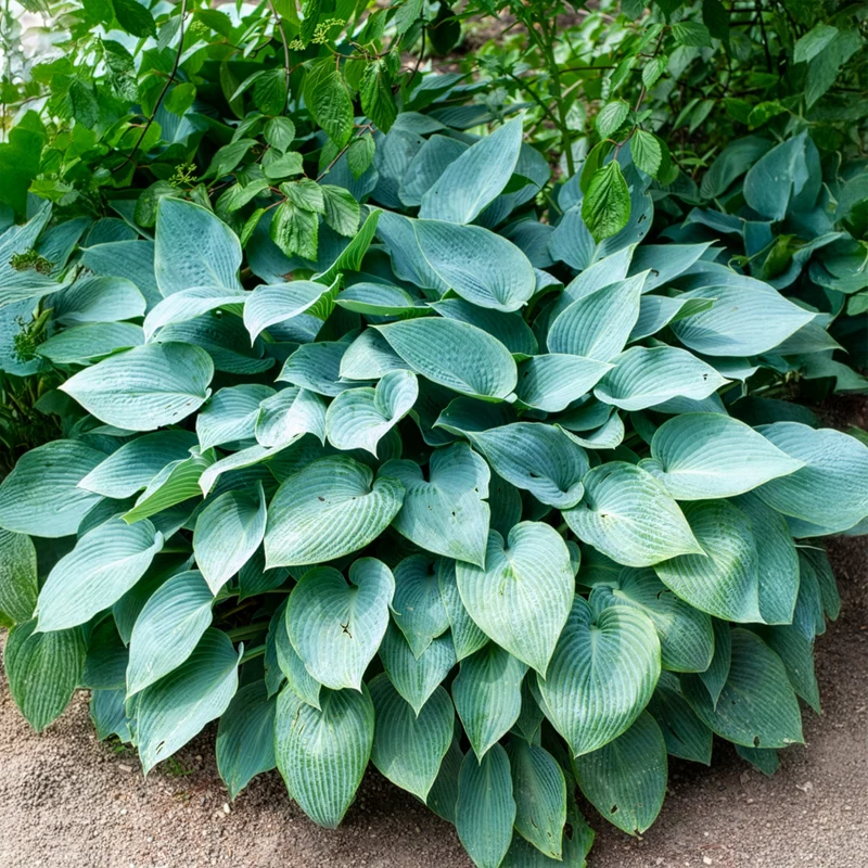 Hosta Halcyon