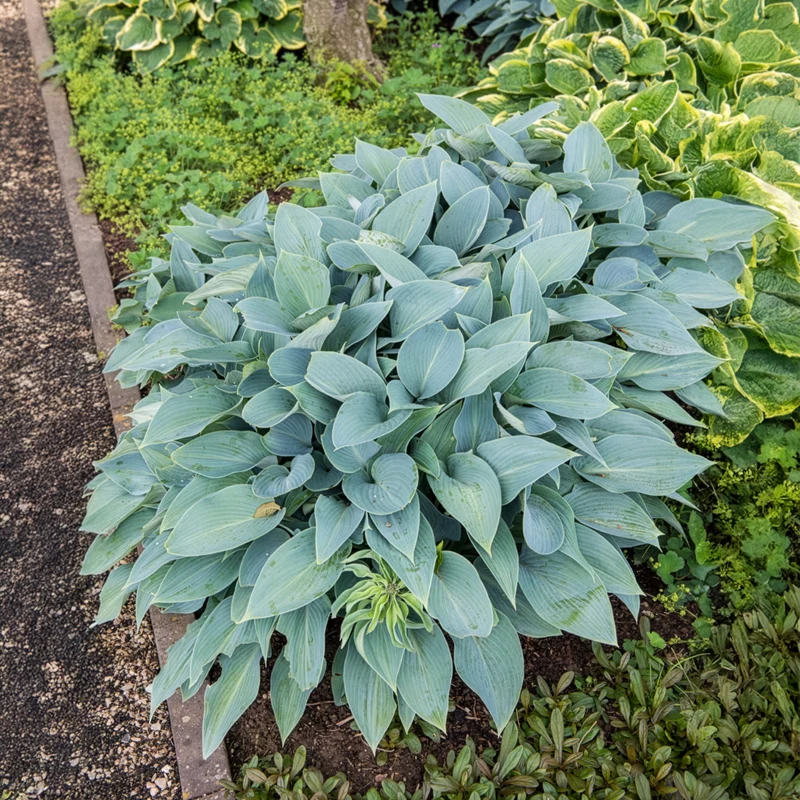 Hosta Halcyon