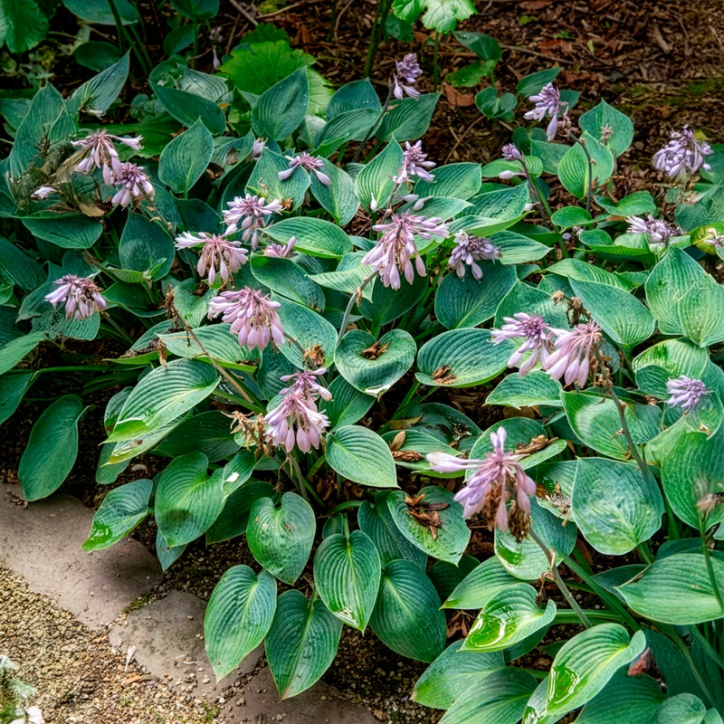 Hosta Halcyon
