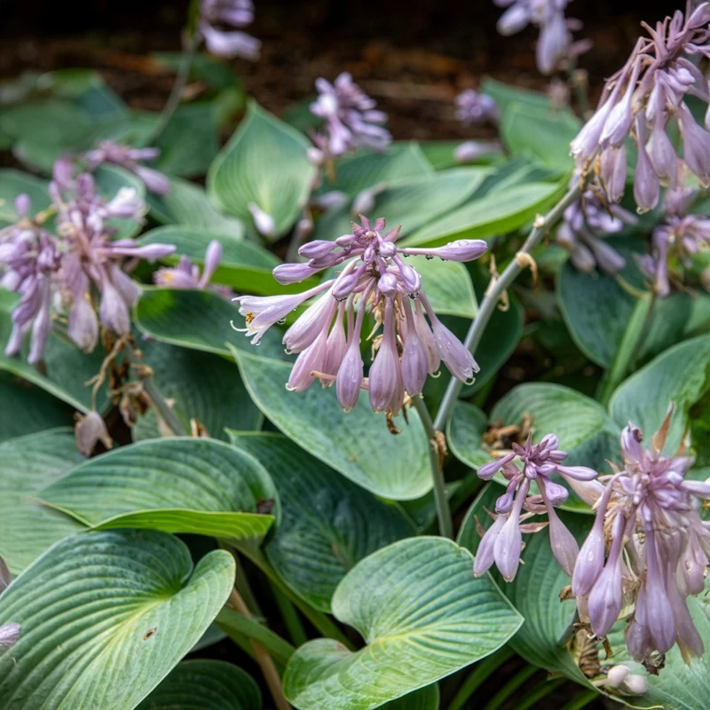 Hosta Halcyon