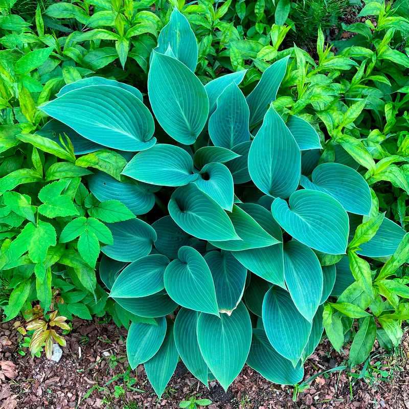 Hosta Halcyon