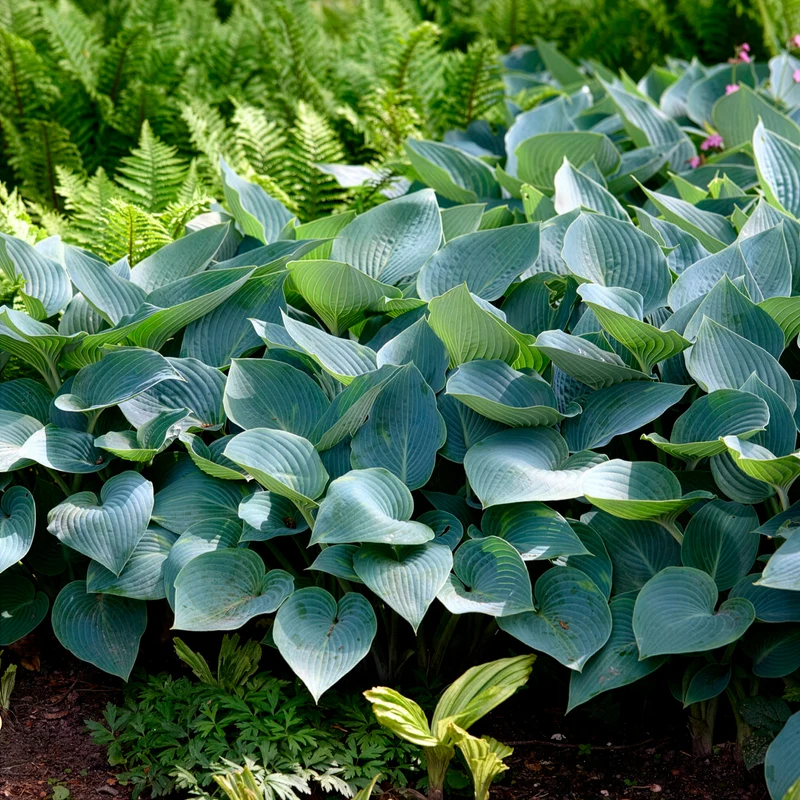 Hosta Halcyon