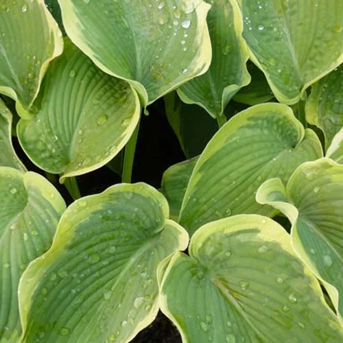 Hosta American Halo