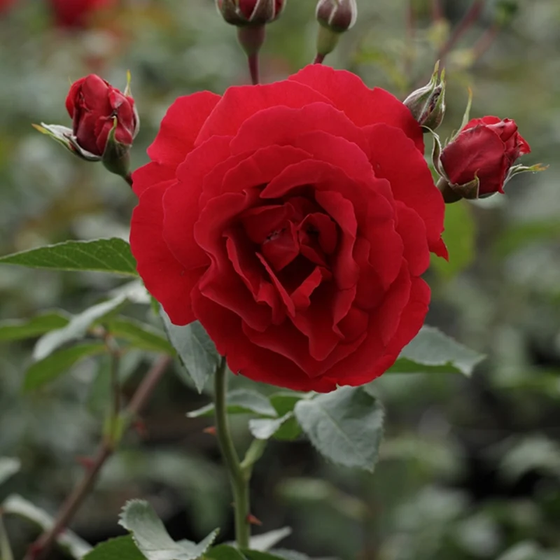Rosier grimpant Sympathie®