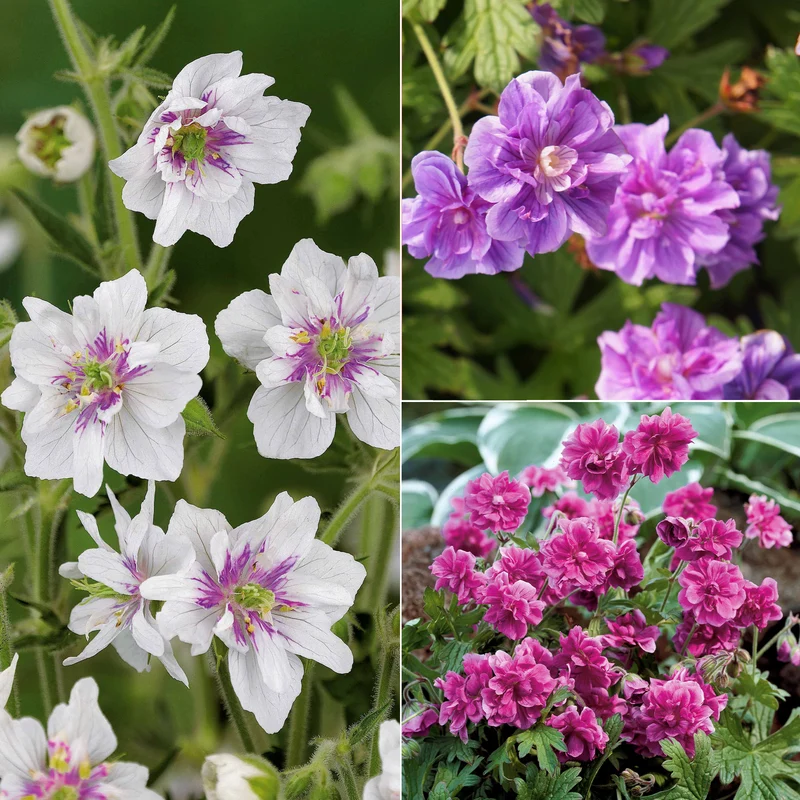 Collection de 6 Géraniums vivaces à fleurs doubles