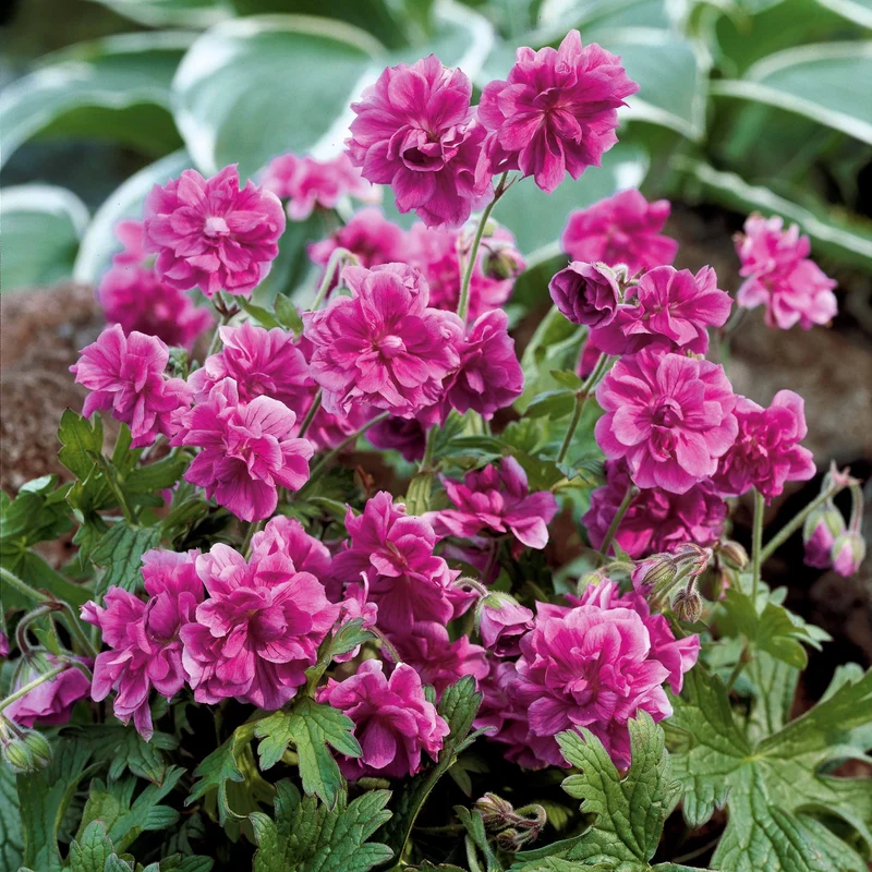 Collection de 6 Géraniums vivaces à fleurs doubles