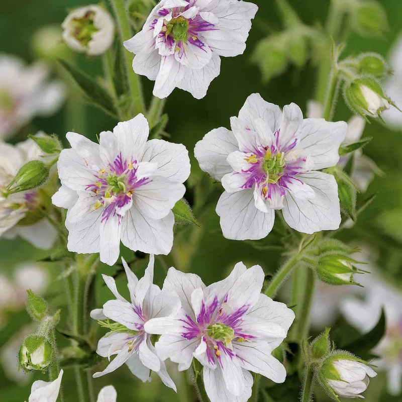 Collection de 6 Géraniums vivaces à fleurs doubles
