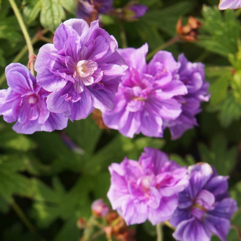 Collection de 6 Géraniums vivaces à fleurs doubles
