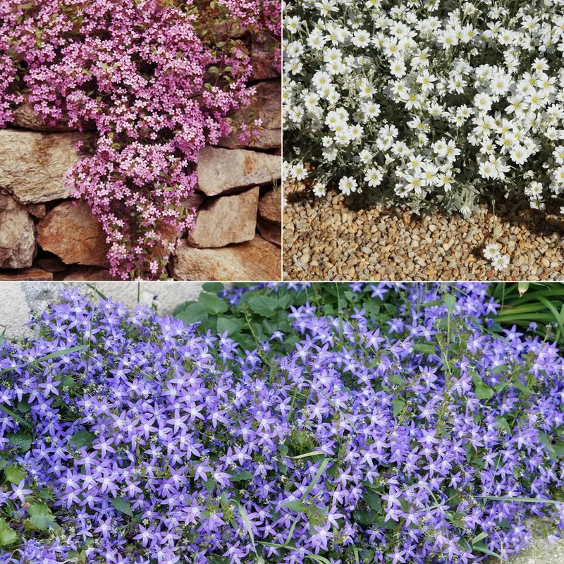 Collection de 13 plantes vivaces rampantes et tapissantes