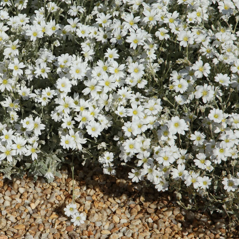 Collection de 13 plantes vivaces rampantes et tapissantes