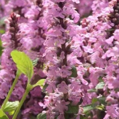 Bugle rampante Purple Torch