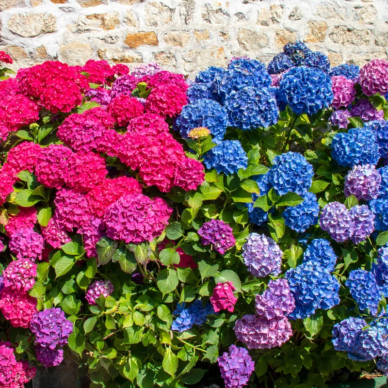 Collection de 4 Hortensias rouges et bleus