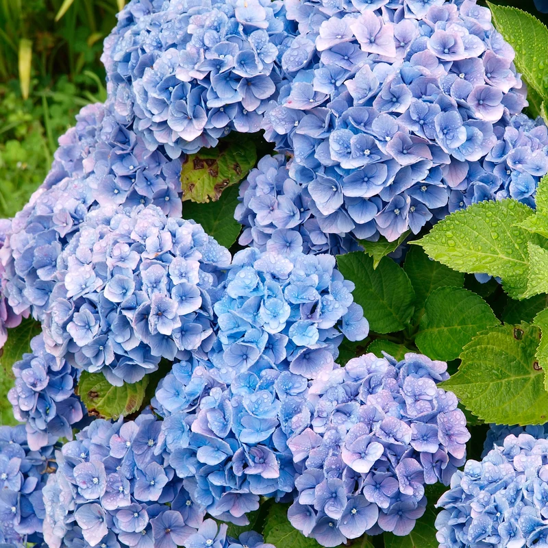 Collection de 4 Hortensias rouges et bleus