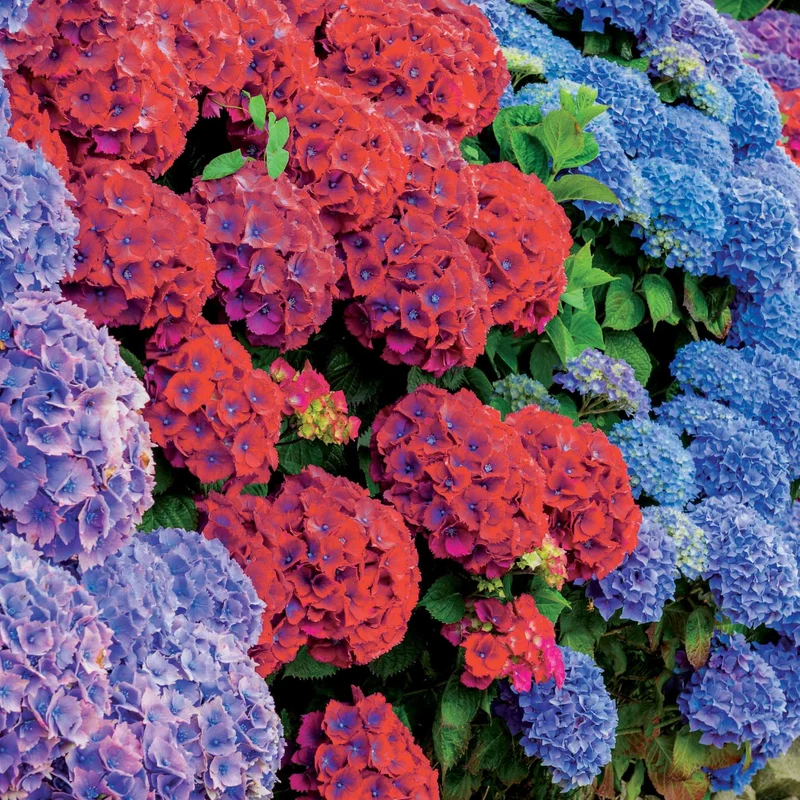 Collection de 4 Hortensias rouges et bleus