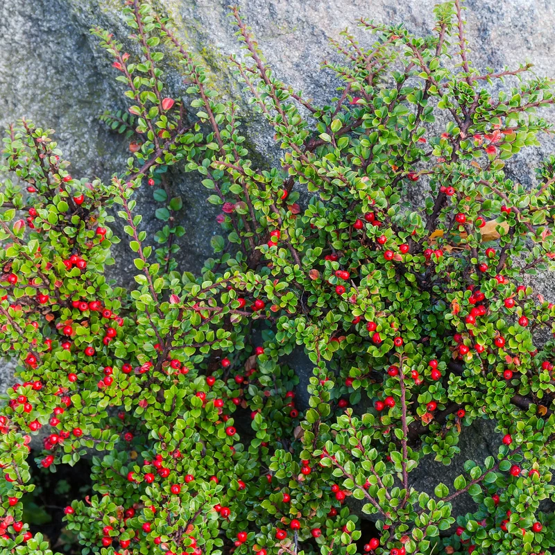 Cotoneaster rampant
