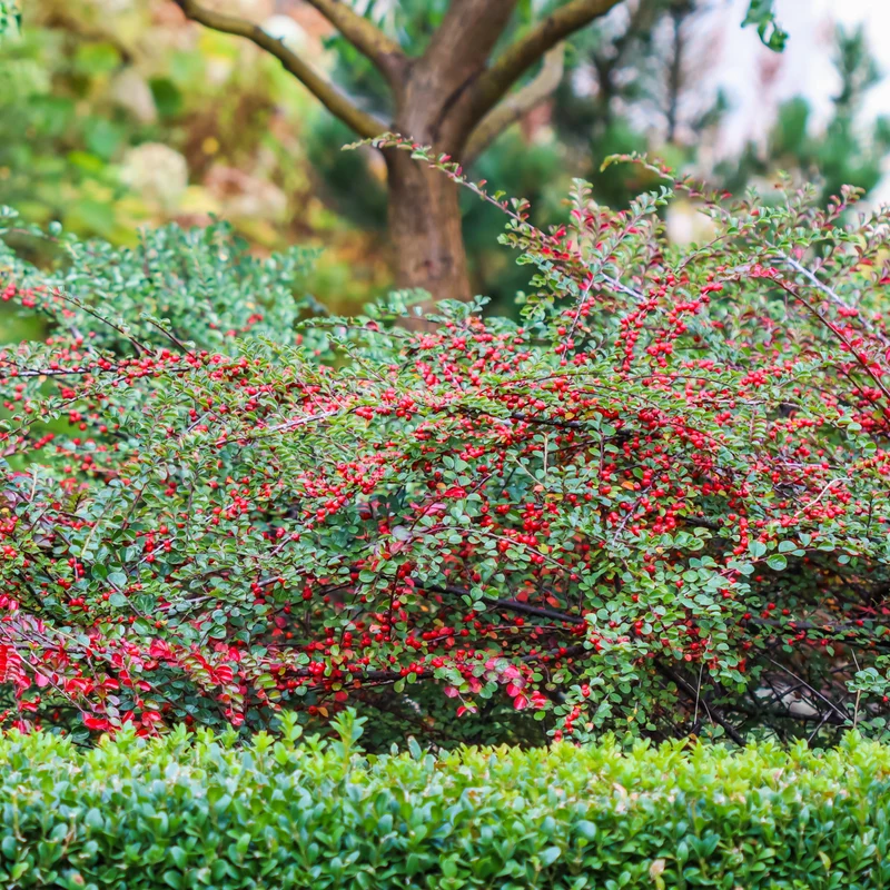 Cotoneaster rampant