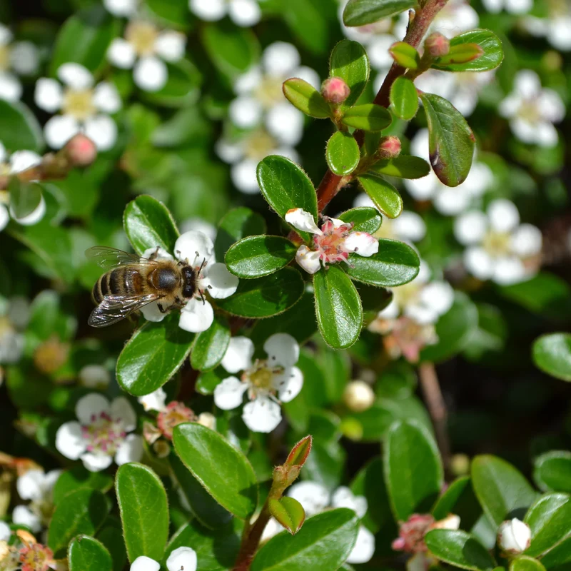Cotoneaster rampant