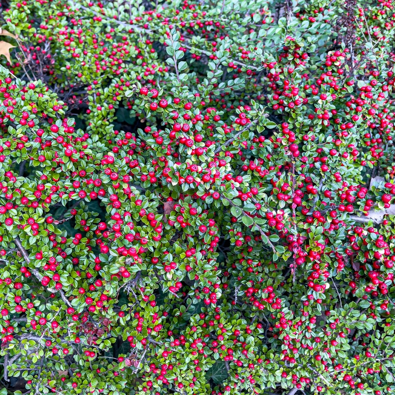 Cotoneaster rampant