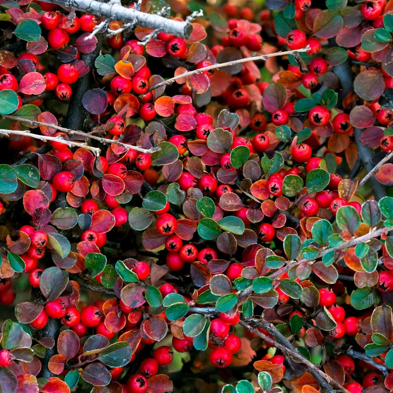 Cotoneaster rampant