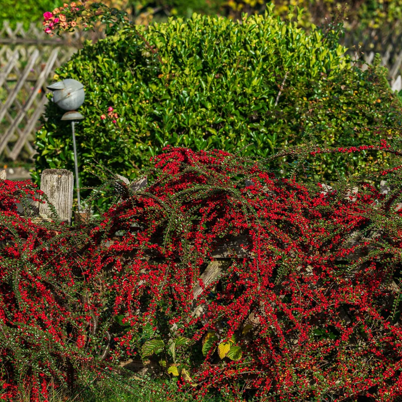 Cotoneaster rampant
