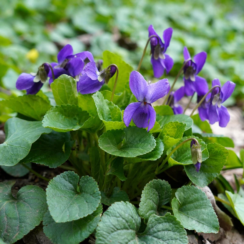 Violette odorante Königin Charlotte