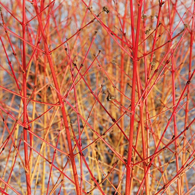 Cornouiller sanguin Midwinter Fire