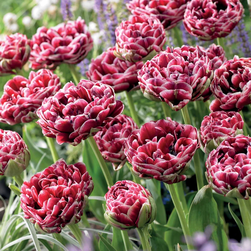 7 Tulipes à fleurs de pivoine Dream Touch
