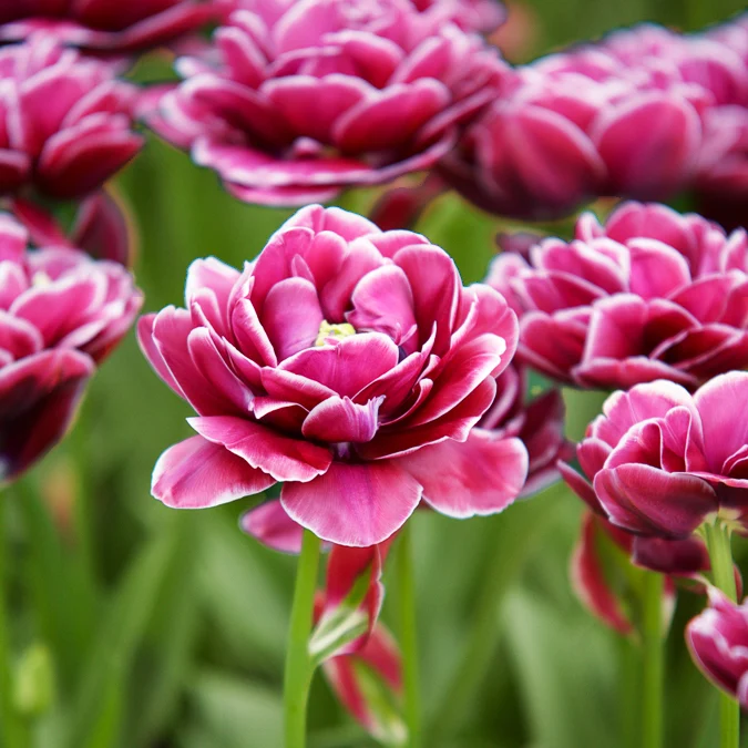 7 Tulipes à fleurs de pivoine Dream Touch
