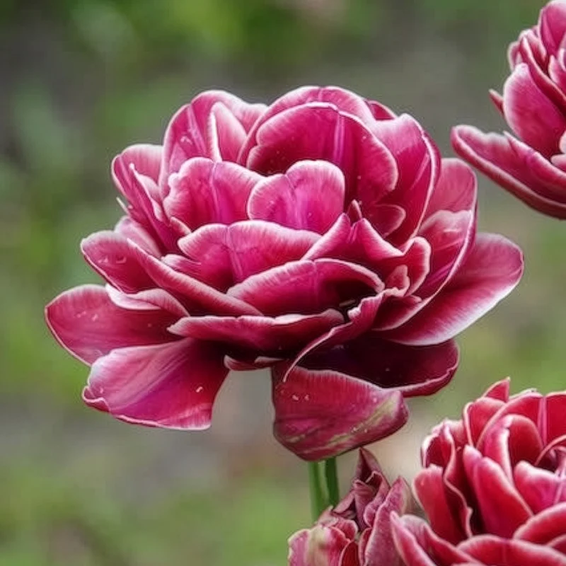 7 Tulipes à fleurs de pivoine Dream Touch